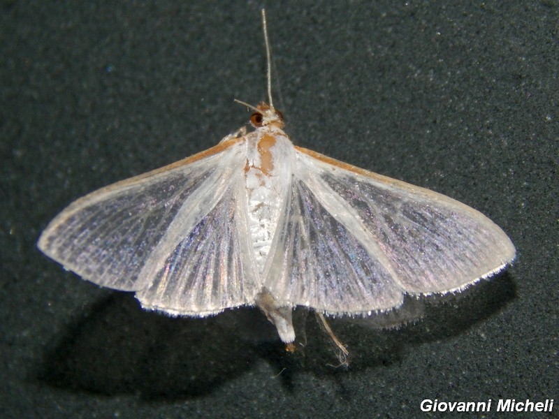 Nuova specie (per me) , ma quale....? Palpita vitrealis